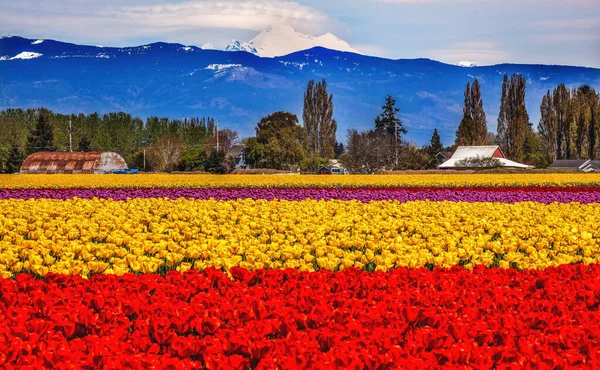 Red Yellow Tulips Flowers Baker Skagit Valley Farm Washington State — Stock Photo, Image