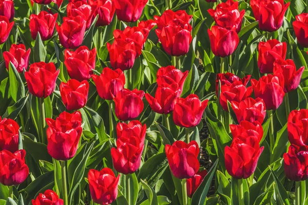 Red Tulip Fields Farm Mount Vernon Skagit County Washington Pacific — Stock Photo, Image
