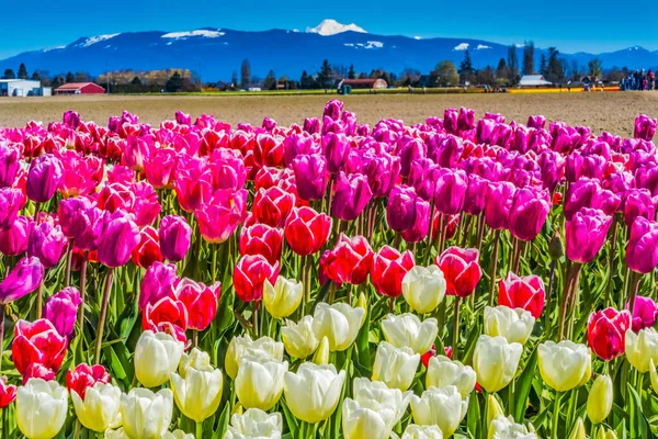 Colorful Pink White Tulips Farm Snowy Mount Baker Mountains Skagit — Stock Photo, Image