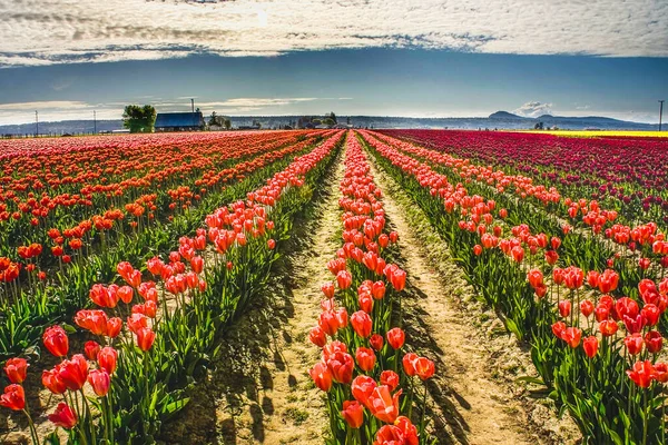 Pink Tulip Fields Farm Mount Vernon Condado Skagit Washington Pacific — Fotografia de Stock