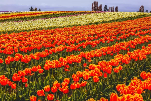 Red Orange White Tulips Flowers Field Skagit Valley Farm Washington — Stock Photo, Image