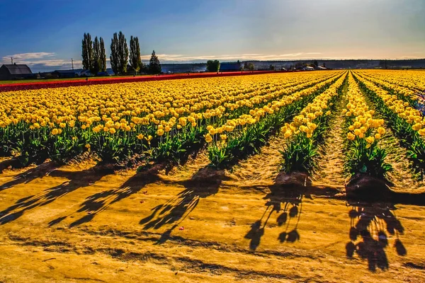 Gele Tulpenvelden Met Schaduwen Mount Vernon Gezien Onder Skagit County — Stockfoto