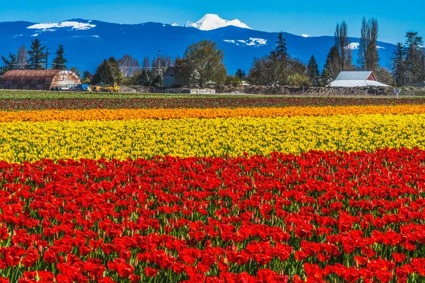 Colorful Red Yellow Tulips Farm Snowy Mount Baker Mountains Skagit — Stock Photo, Image