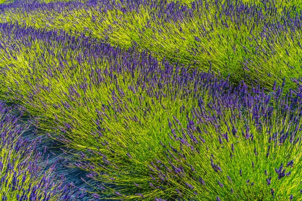 Violet Bleu Anglais Fleurs Lavande Floraison Vert Feuilles Patrons Modèles — Photo
