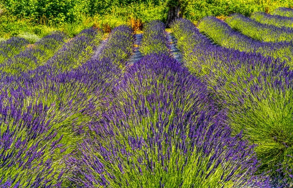 Purple Blue English Lavender Blossoms Blooming Farm Washington State — Photo