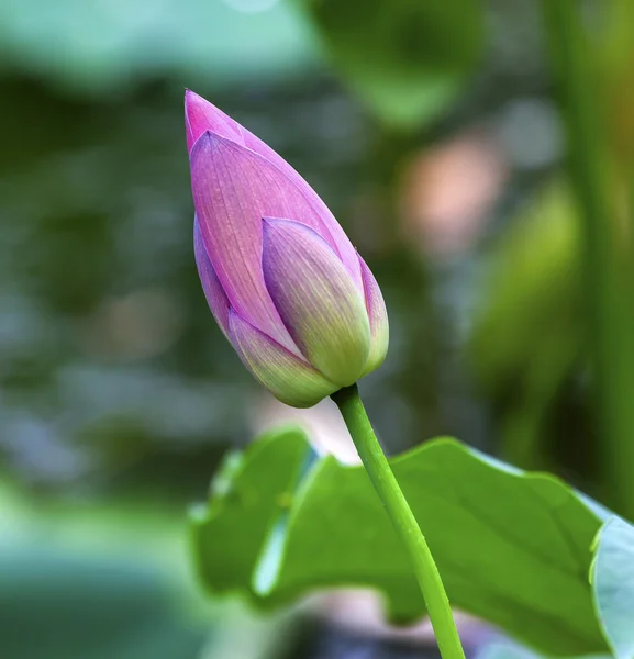 Pink Lotus Bud Close Up Pequim China — Fotografia de Stock