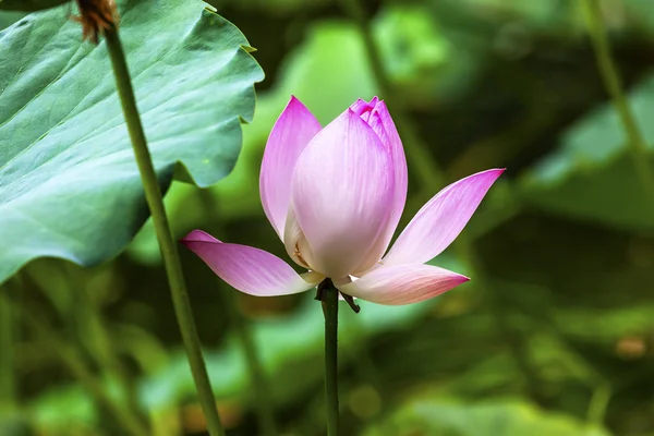 Rosa Lotus Close Up Beijing China — Foto de Stock