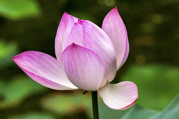 Rosa Lotus Close Up Beijing China — Foto de Stock