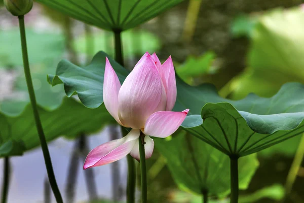 Rosa Lotus aus nächster Nähe Beijing China — Stockfoto