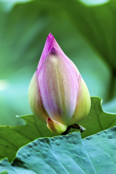 Rosa Lotusknospe aus nächster Nähe Beijing China — Stockfoto