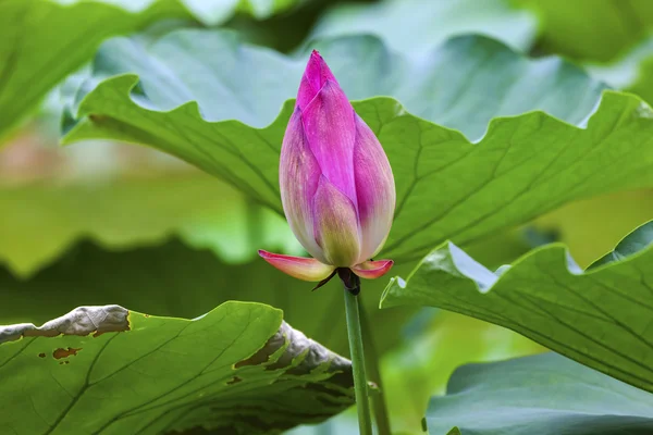 Rosa Lotusknospe aus nächster Nähe Beijing China — Stockfoto