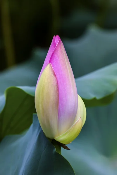 Pink Lotus Bud Close Up Pequim China — Fotografia de Stock