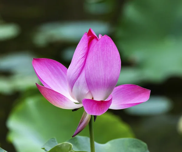 Rosa Lotus aus nächster Nähe Beijing China — Stockfoto