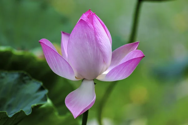 Rosa Lotus Close Up Beijing China — Foto de Stock