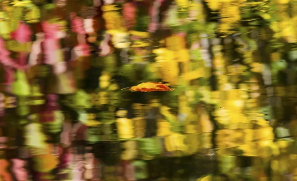 Plovoucí podzimní listí na podzim abstraktní reflexe barvy Wenatchee R — Stock fotografie