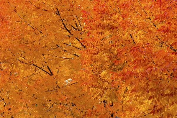 Оранжево-желтая карта листьев осень цвета Leavenworth Вашингтон — стоковое фото