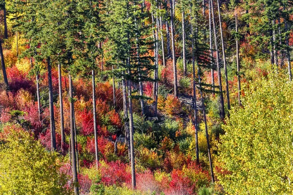 Na podzim barvy Mountain boky lesní Stevens Pass Leavenworth Washi — Stock fotografie