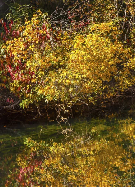 Gele rode bladeren Fall kleuren groen Water reflectie Abstract We — Stockfoto