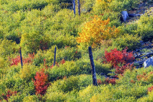 Sonbahar renkleri dağ tarafı orman Stevens geçidi Leavenworth Washi — Stok fotoğraf