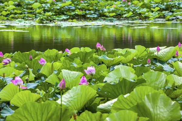 Lotus Garden Reflexión Palacio de Verano Beijing, China — Foto de Stock