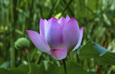 Beijing Çin kadar yakın pembe Lotus çiçeği