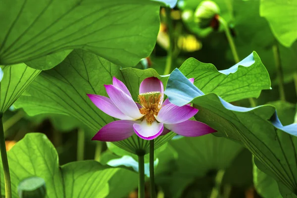 Rosa Lotusblüten Staubblätter aus nächster Nähe Beijing China — Stockfoto