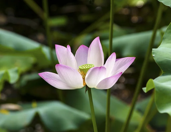 Rosa Lotusblume aus nächster Nähe beijing china — Stockfoto