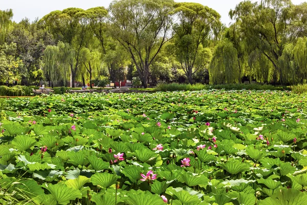 Lotus Garden Palacio de Verano Beijing, China — Foto de Stock