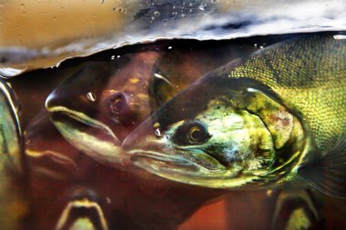Korku Chinook asma somon Issaquah kuluçka Washington S kadar kapatın