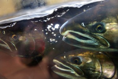 Korku Chinook asma somon Issaquah kuluçka Washington S kadar kapatın