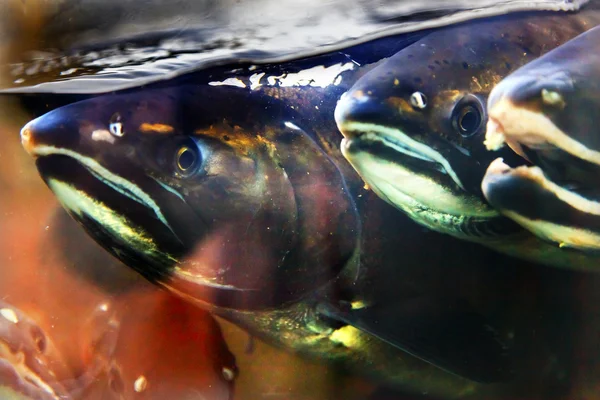 Fear Chinook Fabo Salmon Close Up Issaquah Hatchery Washington S — стоковое фото