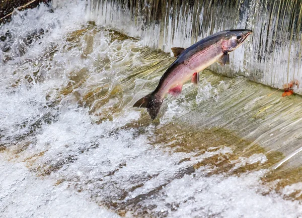 Chinook Coho Salmão Salto Issaquah Incubatório Estado de Washington — Fotografia de Stock