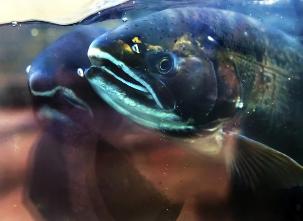 "Чинук" и лосось Иссакуа Хэтчери штата Вашингтон — стоковое фото