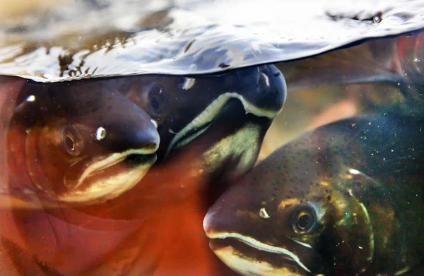 Fear Chinook Coho Salmon Close Up Issaquah Hatchery Washington S — Stock Photo, Image