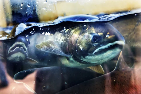 Chinook Coho Salmon Close Up Issaquah Hatchery Washington State — Stock Photo, Image