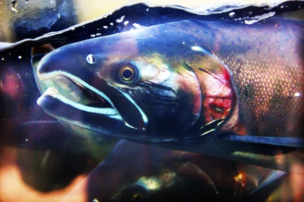 Chinook Coho somon închide Issaquah Hatchery Washington State — Fotografie, imagine de stoc