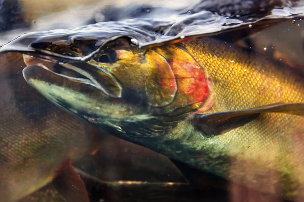 "Чинук" и лосось Иссакуа Хэтчери штата Вашингтон — стоковое фото