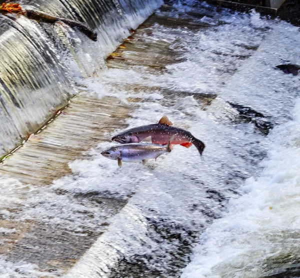 奇努克银大麻哈鱼跳 Issaquah 孵化华盛顿州 — 图库照片