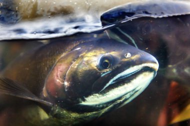Fear Chinook Coho Salmon Close Up Issaquah Hatchery Washington S clipart