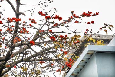 Kırmızı itx Ceiba Kapok pamuk çiçek Guangzhou şehir çiçek Guang
