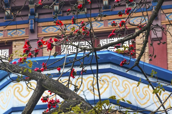 Kırmızı itx Ceiba Kapok pamuk çiçek Guangzhou şehir çiçek güneş Y — Stok fotoğraf