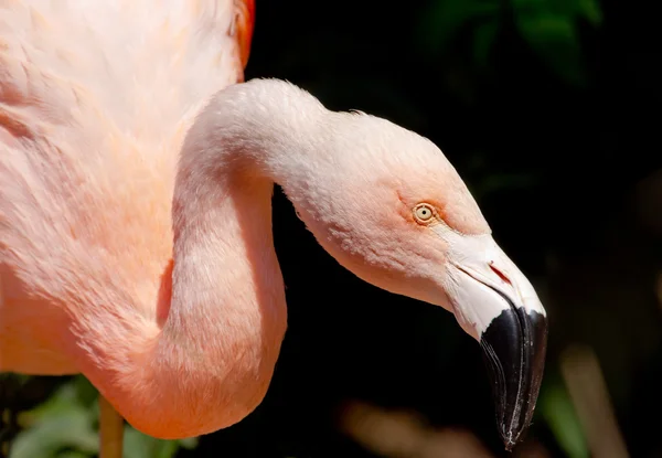 Rosa chilenska flamingo letar efter mat — Stockfoto