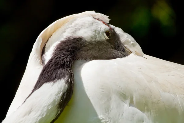 Guindaste de coroa vermelha escondido em penas brancas Grus Japonensis — Fotografia de Stock