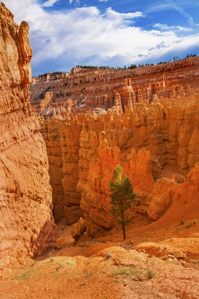 Hoodoos Tree Bryce Point Parque Nacional Bryce Canyon Utah — Foto de Stock