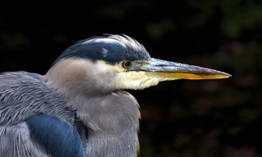 Büyük Mavi Heron Ardea kahramanları Büyük Kuş Kafa Kapalı Üniversitesi Washington Park Botanik Bahçesi Seattle Washington