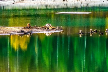 Renkli Çıngıraklı Yılan Gölü Yansıması Soyut Kuzey Kıvrımı Washington. Göl, yakındaki Cedar Nehri tarafından besleniyor. Sonbahar, düşen yapraklardan birçok renkli yansıma yaratır..