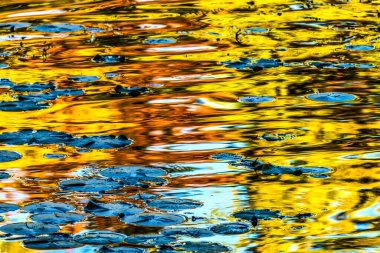 Sarı Turuncu Turuncu Zambak Su Yansıması Soyut Sonbahar Sonbaharı Van Dusen Bahçesi Vancouver British Columbia Kanada