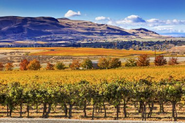 Yellow Vines Grapes Fall Vineyards Red Mountain Benton City Washington