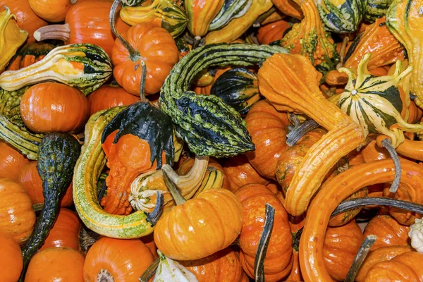 Orange Vert Jaune Gourdes Calabash Citrouilles Washington — Photo