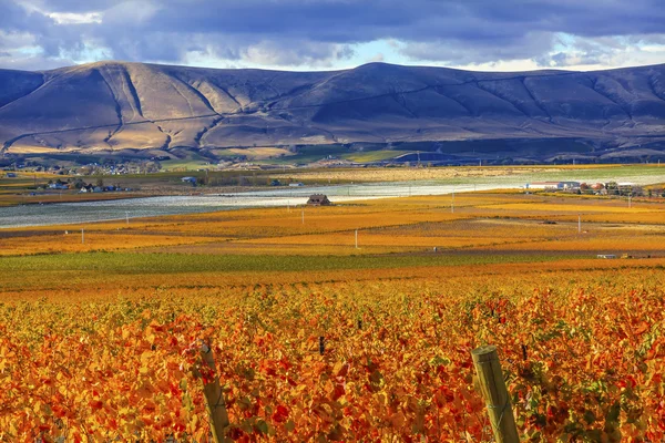 Vinhas Laranja Vinhas Queda Vinhedos Montanha Vermelha Benton City Washington — Fotografia de Stock